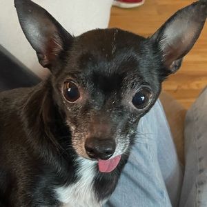 Meet your Posher, Nala